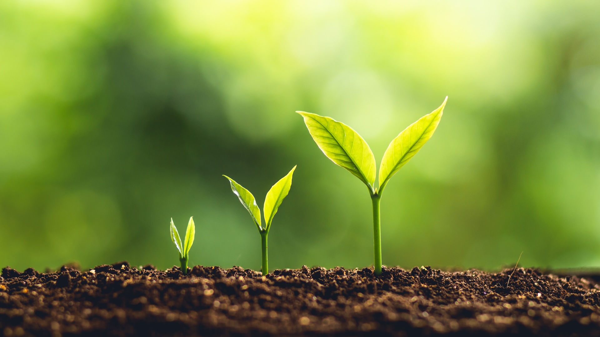 Three small plants increasing in size sprouting from dirt.